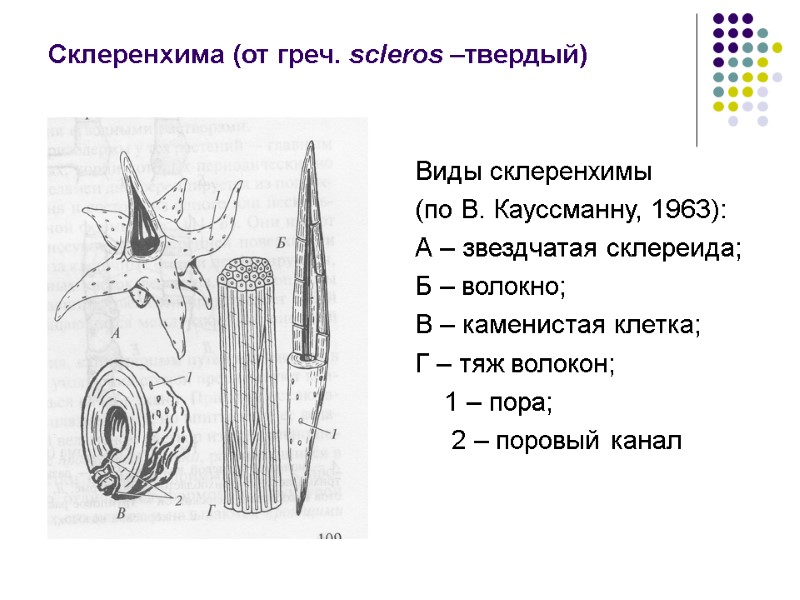 Склеренхима (от греч. scleros –твердый)  Виды склеренхимы  (по В. Кауссманну, 1963): А